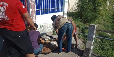 Prosesi penyembelihan kambing